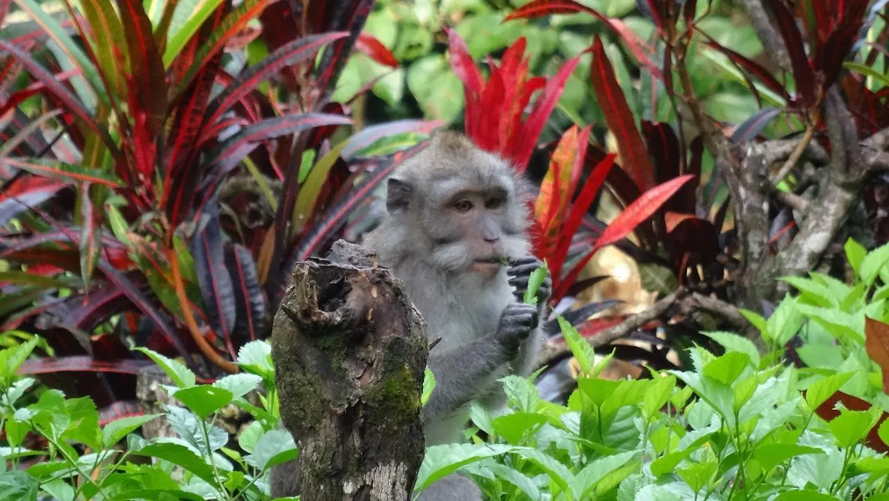 Wenara Bali Bungalows Ubud Indonésia